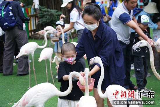 “微笑向阳”公益活动在穗举行 助肿瘤患儿欢度儿童节。图为孩子们来到长隆野生动物世界近距离投喂火烈鸟。通讯员 供图 “微笑向阳”公益活动在穗举行 助肿瘤患儿欢度儿童节。图为孩子们来到长隆野生动物世界近距离投喂火烈鸟。通讯员 供图